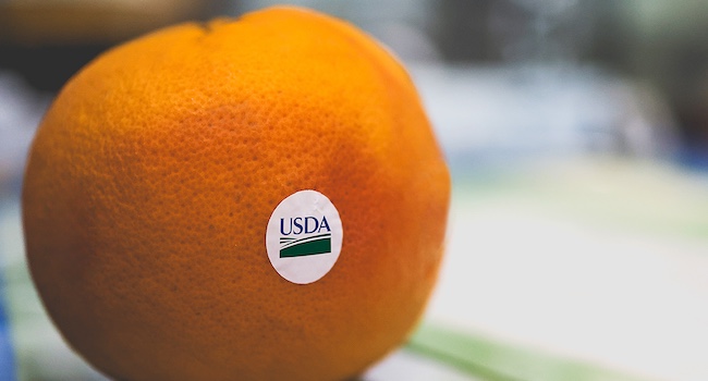 USDA logo on white label placed on exterior of whole orange fruit